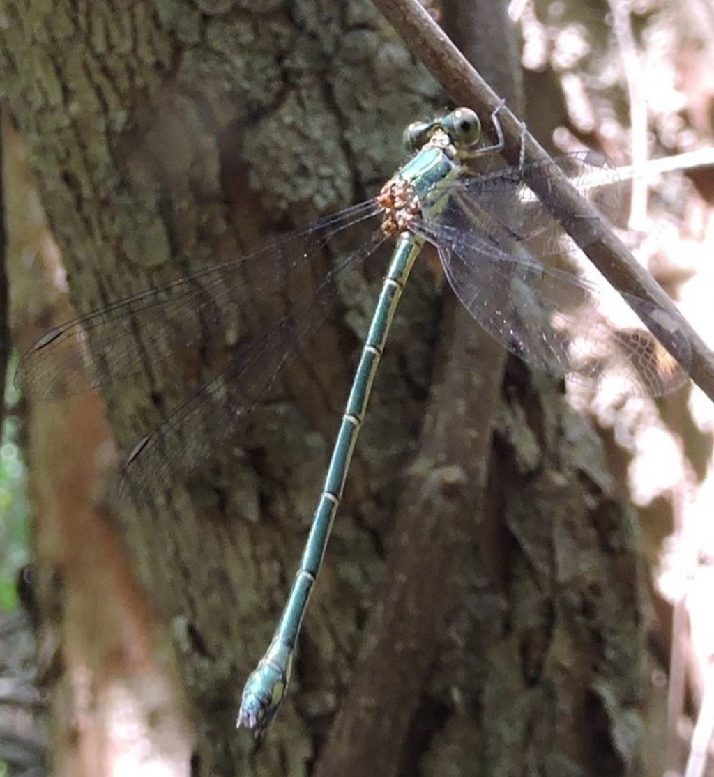 da identificare: Chalcolestes parvidens